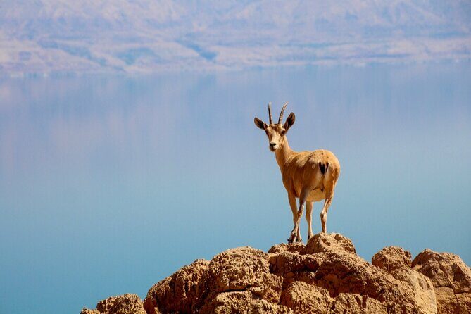 Desert Safari and Dead Sea Day Trip from Jerusalem - Price and value: what $160 gets you in the real world