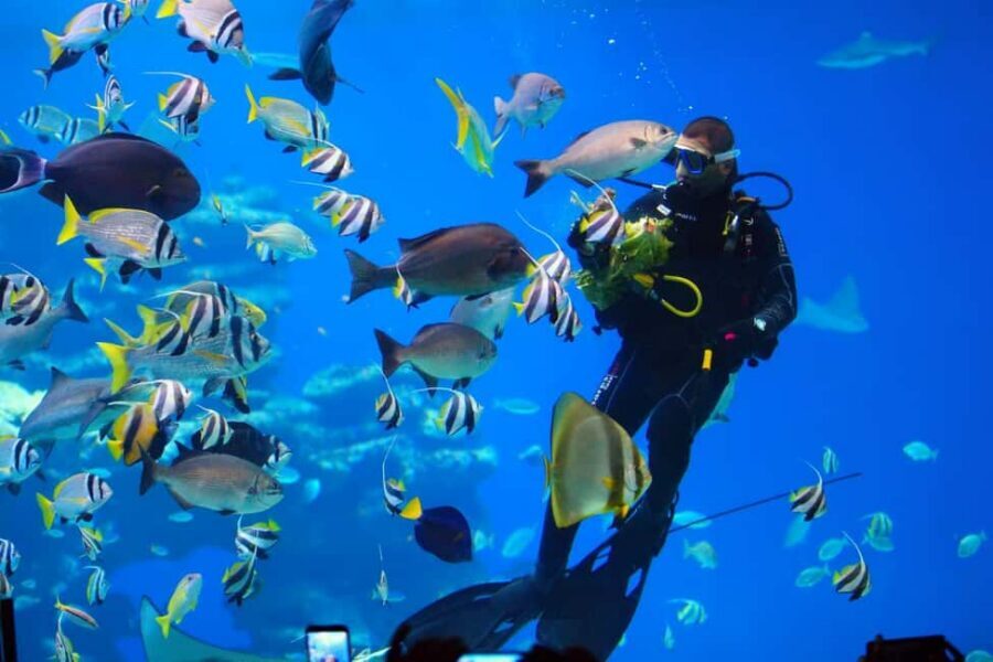 Eilat: Intro to Diving with Certified Instructor - Why Eilat’s Red Sea works for a first scuba session