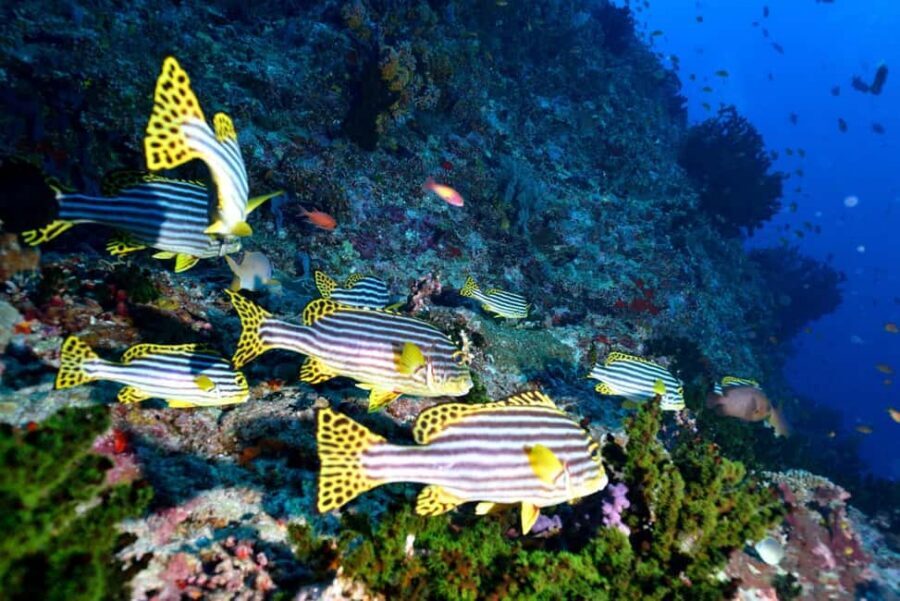 Eilat: Intro to Diving with Certified Instructor - Price and value: what $85 buys in a beginner-friendly format
