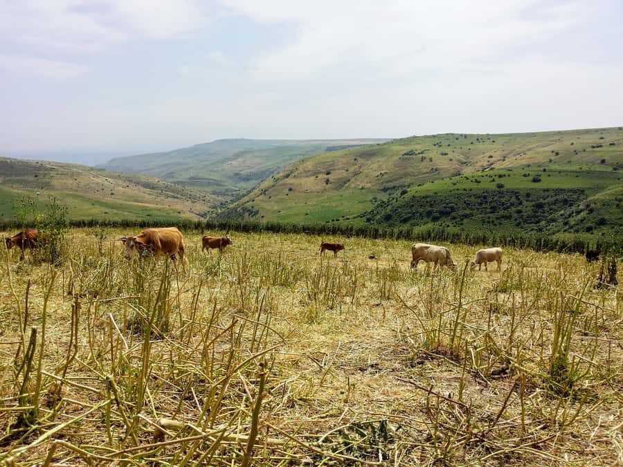 From Jerusalem: Day Trip to Golan Heights and Mount Bental - The drive through Megiddo and the Sea of Galilee stop that sets the tone