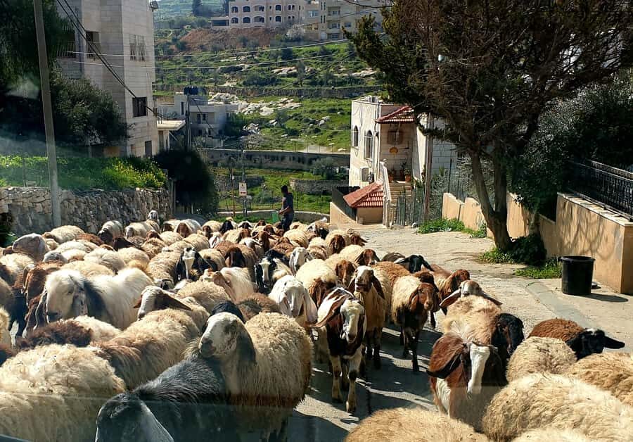 Jerusalem, Bethlehem, & Dead Sea Private Tour - Key things you’ll notice right away