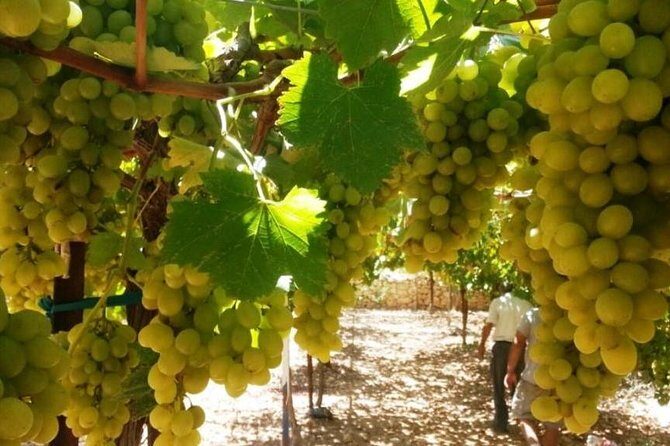Private Israeli Wines Tour of the Central Israel - Key points to know before you go