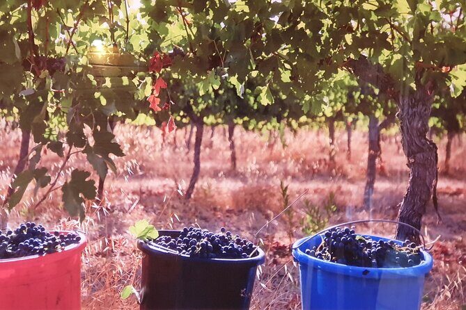 Private Israeli Wines Tour of the Central Israel - Customizing beyond wineries: dairies, chocolatiers, and microbreweries
