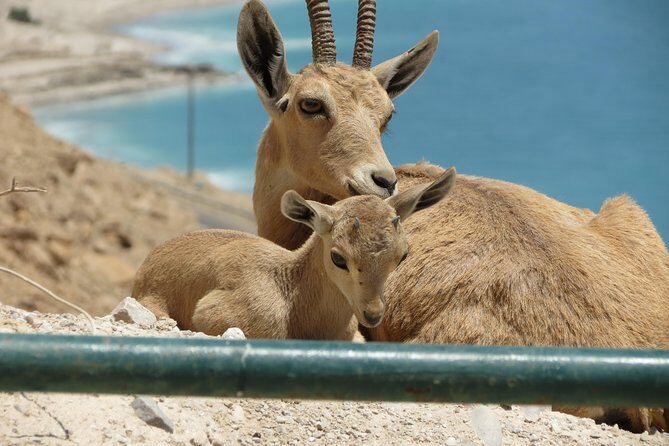 Private Tour: Dead Sea and Masada - The guide factor: why Dr. David Gurevich gets repeat praise