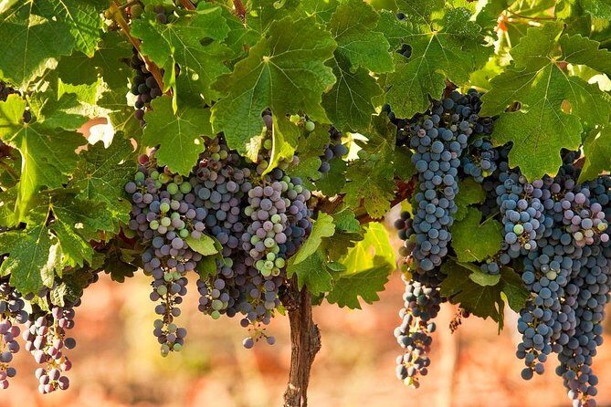 Private wine tour of Northern Israel - Tastings, Prices, and How to Avoid Budget Surprises