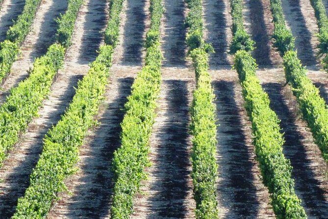 Private wine tour of Northern Israel - Who This Private Wine Day Fits Best