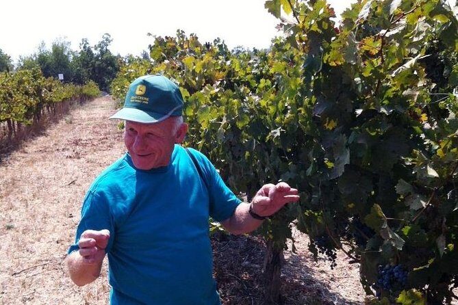 Private wine tour of Northern Israel - 9:00 AM Tel Aviv Pickup: The Convenience You’re Actually Paying For