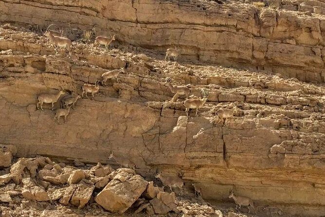 Ramon Crater Jeep Tour from Mitzpe Ramon - Stop 1: Ramon Crater and the ride to Mt. Gvanim